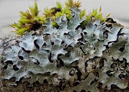 Attēlu rezultāti vaicājumam “Parmelia sulcata”