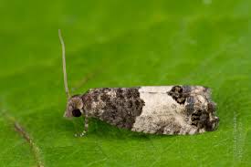 Attēlu rezultāti vaicājumam “Spilonota ocellana”