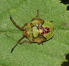 Attēlu rezultāti vaicājumam “Elasmostethus interstinctus nymph”
