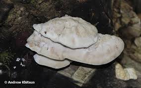 Attēlu rezultāti vaicājumam “Tyromyces chioneus”