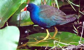 Attēlu rezultāti vaicājumam “Gruiformes”