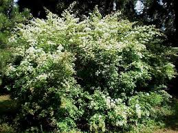 Attēlu rezultāti vaicājumam “Spiraea chamaedryfolia”