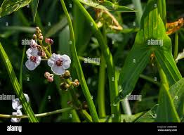 Attēlu rezultāti vaicājumam “Sagittaria sagittifolia flower”