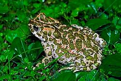 Attēlu rezultāti vaicājumam “Pseudepidalea viridis”