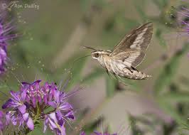 Image result for hawk moth