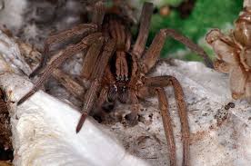 Attēlu rezultāti vaicājumam “Miturgidae”