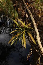 Attēlu rezultāti vaicājumam “Heterotrichia oerstedii (syn. Arcyria oerstedii) sessile”