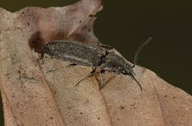 Attēlu rezultāti vaicājumam “Cidnopus aeruginosus”