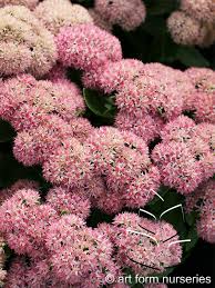 Image result for Chrysanthemum spectabile