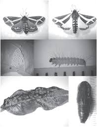 Attēlu rezultāti vaicājumam “Arctiidae”