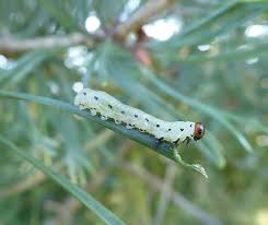 Attēlu rezultāti vaicājumam “Diprion pini”