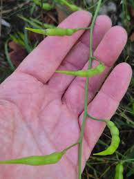 Attēlu rezultāti vaicājumam “Raphanus raphanistrum fruit”
