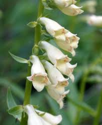 Image result for Digitalis lutea