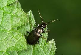 Attēlu rezultāti vaicājumam “Loricera pilicornis”