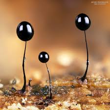 Attēlu rezultāti vaicājumam “Comatricha nigra macro”