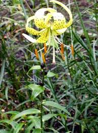 Attēlu rezultāti vaicājumam “Lilium lancifolium”