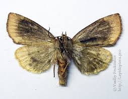 Attēlu rezultāti vaicājumam “Cosmia pyralina”