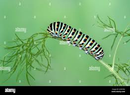 Attēlu rezultāti vaicājumam “Papilio machaon larva”