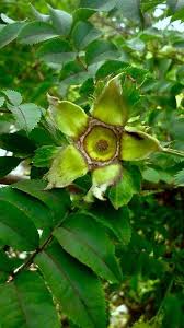 Attēlu rezultāti vaicājumam “Rosa villosa”