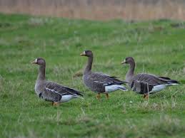 Attēlu rezultāti vaicājumam “Anser albifrons adult”