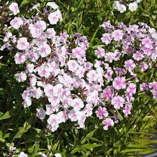Image result for Phlox (großblumig)