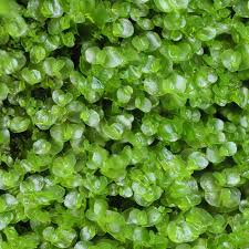 Attēlu rezultāti vaicājumam “Conocephalum salebrosum sporophyte”