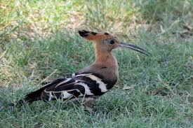 Attēlu rezultāti vaicājumam “Upupa epops adult”