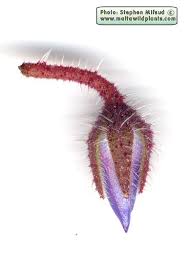 Attēlu rezultāti vaicājumam “Borago officinalis bud”