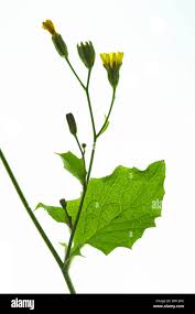 Attēlu rezultāti vaicājumam “Lapsana communis”