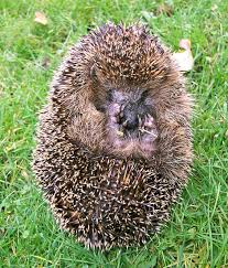 Attēlu rezultāti vaicājumam “Erinaceus sp.”