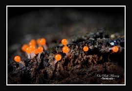 Attēlu rezultāti vaicājumam “Trichia alpina”