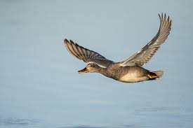 Attēlu rezultāti vaicājumam “Anas strepera”