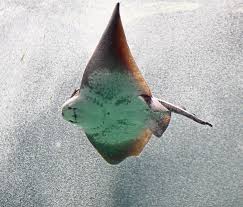 Image result for Dasyatis pastinaca