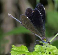 Attēlu rezultāti vaicājumam “Calopterygidae”