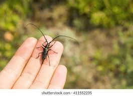 Attēlu rezultāti vaicājumam “Monochamus urussovi”