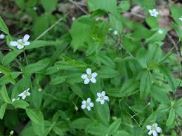 Attēlu rezultāti vaicājumam “Moehringia lateriflora flower”