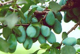 Attēlu rezultāti vaicājumam “Prunus domestica subsp. domestica leaf”