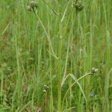 Attēlu rezultāti vaicājumam “Crepis biennis leaf”