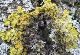 Attēlu rezultāti vaicājumam “Xanthoriicola physciae”