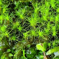 Attēlu rezultāti vaicājumam “Dicranodontium denudatum”