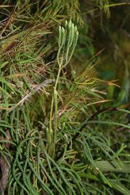 Attēlu rezultāti vaicājumam “Diphasium complanatum”