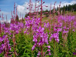 Image result for Weidenröschen