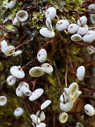 Attēlu rezultāti vaicājumam “Physarum pezizoideum macro”