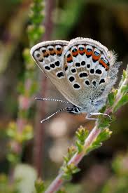 Attēlu rezultāti vaicājumam “Plebejus argus female”
