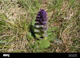 Attēlu rezultāti vaicājumam “Ajuga pyramidalis”