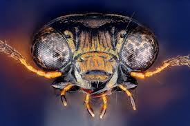 Attēlu rezultāti vaicājumam “Notiophilus palustris”