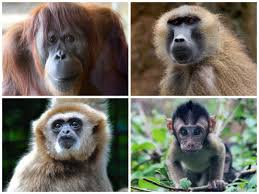 Attēlu rezultāti vaicājumam “Primates”