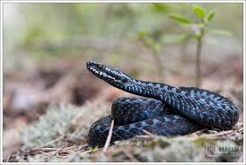 Attēlu rezultāti vaicājumam “Vipera berus”