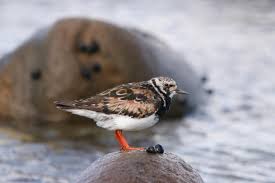 Attēlu rezultāti vaicājumam “Arenaria interpres adult”