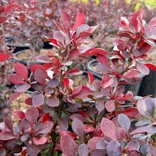 Attēlu rezultāti vaicājumam “Berberis thunbergii”